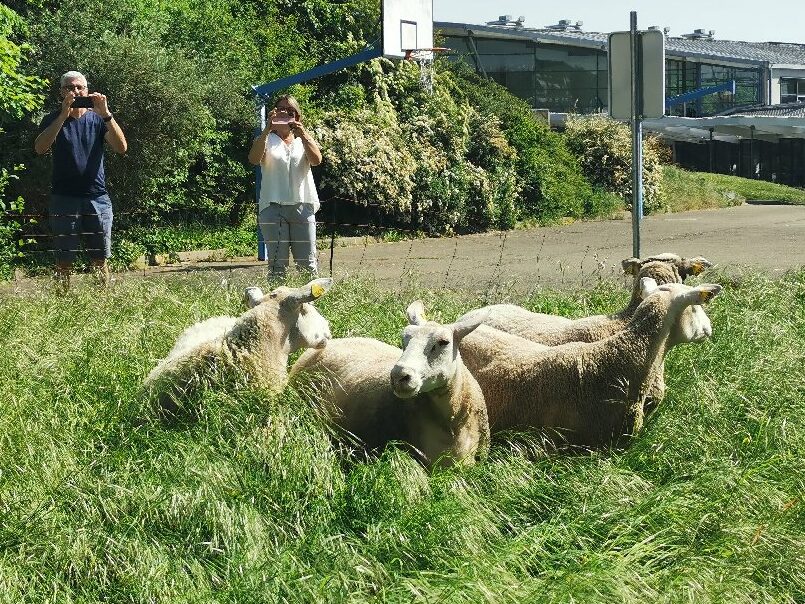 Arrivée des brebis au lycée en mai 2025