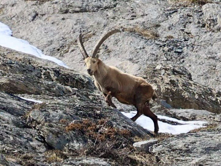 Photo du Bouquetin prise par Damien Ramos